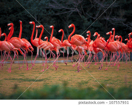 Flock of flamingos 107557931