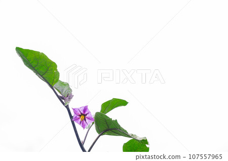 美麗的茄子花 107557965