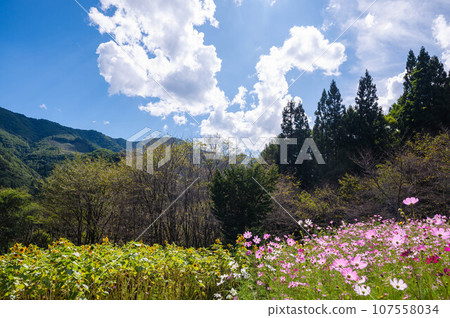 秋季盛開的向日葵和波斯菊在特古山嚮日葵花園 107558034