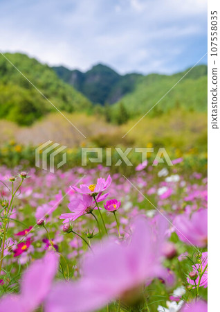 特甲山山麓盛開的波斯菊 107558035