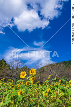 Late-blooming sunflower garden on Mt. Tokko Late-blooming sunflower garden on Mt. Tokko 107558047