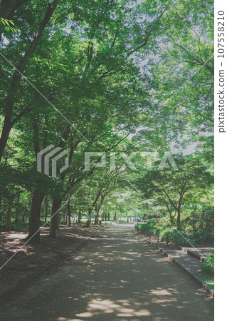 Fresh green tunnel Fresh green tunnel 107558210