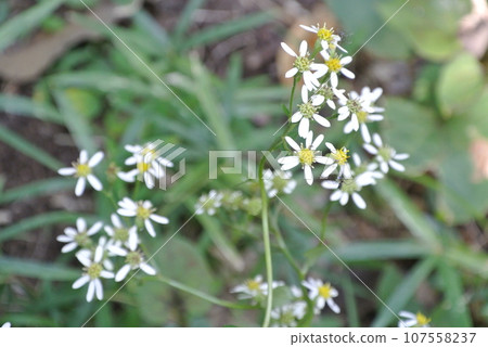 Shiroyomena 107558237