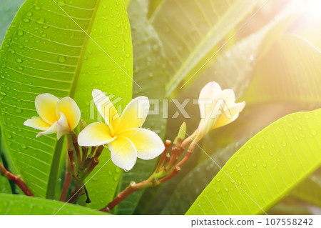 Frangipani flowers with rain and morning light 107558242