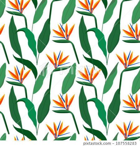Seamless tropical pattern with strelitzia. Vector illustration. 107558283