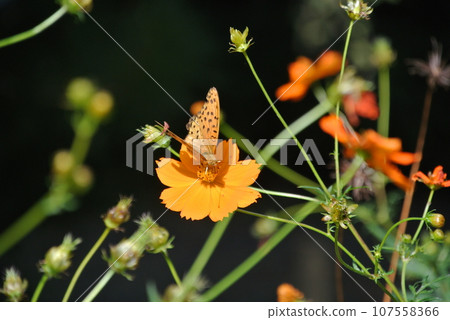 宇宙和蝴蝶 107558366