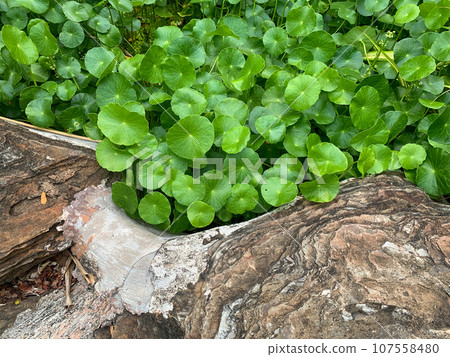 plant growing in the garden 107558480
