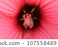 粉紅色的花朵 107558489