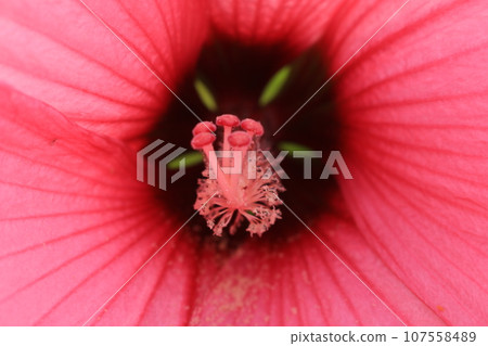 粉紅色的花朵 107558489
