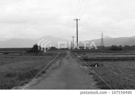 一條直路 107558490