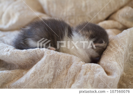 Sleeping baby kitten portrait. Love and adopt cat concept Sleeping baby kitten portrait. Love and adopt cat concept 107560076