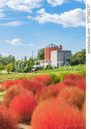 Aichi Farm, kochia with autumn leaves (Nisshin City, Aichi Prefecture) Aichi Farm, kochia with autumn leaves (Nisshin City, Aichi Prefecture) 107560137