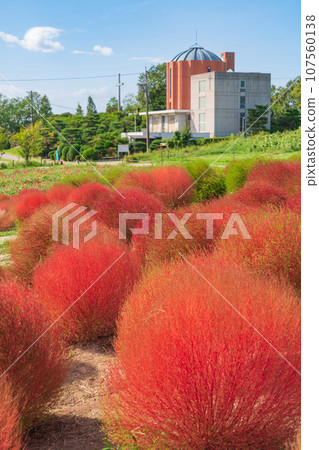 Aichi Farm, kochia with autumn leaves (Nisshin City, Aichi Prefecture) 107560138