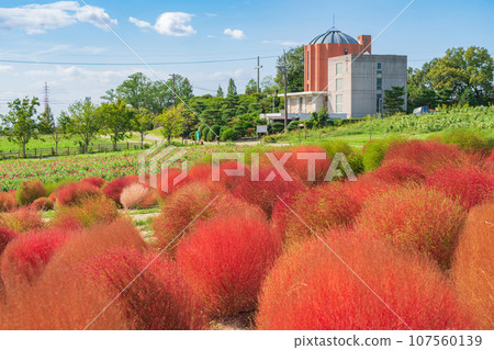 愛知農場、紅葉的地膚（愛知縣日新市） 107560139