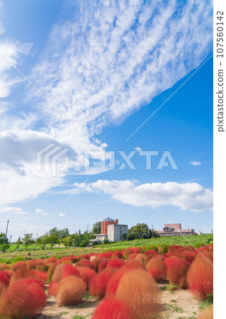 Aichi Farm, kochia with autumn leaves (Nisshin City, Aichi Prefecture) Aichi Farm, kochia with autumn leaves (Nisshin City, Aichi Prefecture) 107560142