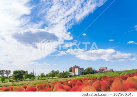Aichi Farm, kochia with autumn leaves (Nisshin City, Aichi Prefecture) 107560143