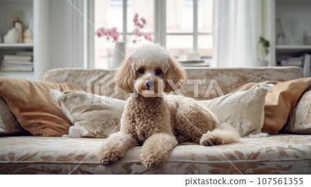 Embrace the comfort of a stylish apartment with a furry poodle companion. Embrace the comfort of a stylish apartment with a furry poodle companion. 107561355