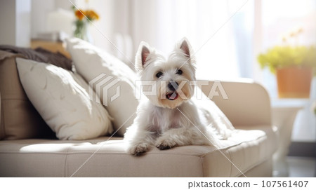 White terrier enjoys domestic life in a contemporary apartment. Urban pet-friendly living 107561407