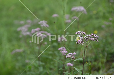 Sawa bulbul flowers blooming in the meadow Sawa bulbul flowers blooming in the meadow 107561497