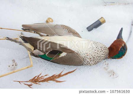 take European teal (Anas crecca) take European teal (Anas crecca) 107561630