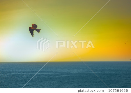 The sea eagles. Kites over the Indian ocean The sea eagles. Kites over the Indian ocean 107561636
