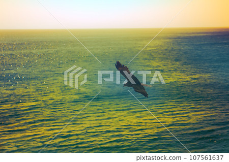 The sea eagles. Kites over the Indian ocean The sea eagles. Kites over the Indian ocean 107561637