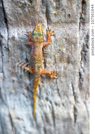 Gecko construction background 107561644
