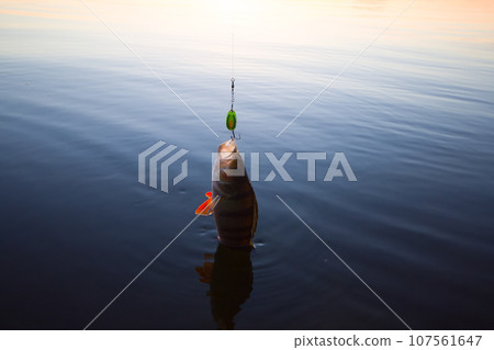beautiful and successful fishing on a perch at sunset beautiful and successful fishing on a perch at sunset 107561647