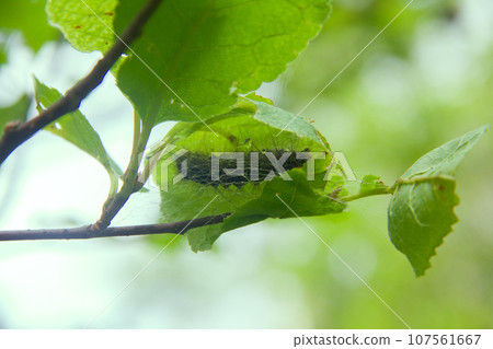 Lymantria dispar caterpillars move in forest. 107561667