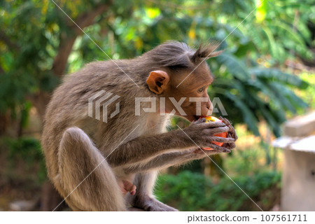 Indian macaques, bonnet macaques, or (lat. Macaca radiata). Indian macaques, bonnet macaques, or (lat. Macaca radiata). 107561711