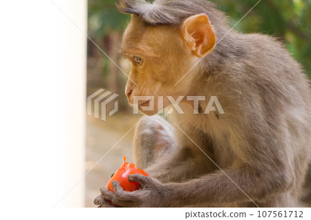 Indian macaques, bonnet macaques, or (lat. Macaca radiata). 107561712