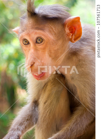 Indian macaques, bonnet macaques, or (lat. Macaca radiata). Indian macaques, bonnet macaques, or (lat. Macaca radiata). 107561713