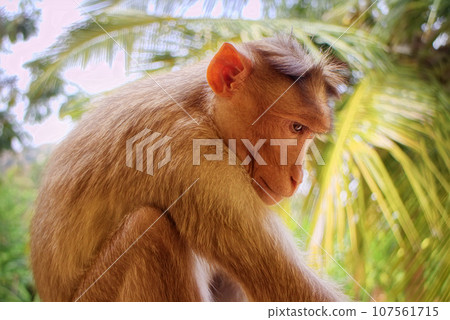 Indian macaques, bonnet macaques, or (lat. Macaca radiata). Indian macaques, bonnet macaques, or (lat. Macaca radiata). 107561715