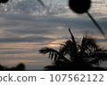 Evening view with palm trees 107562122