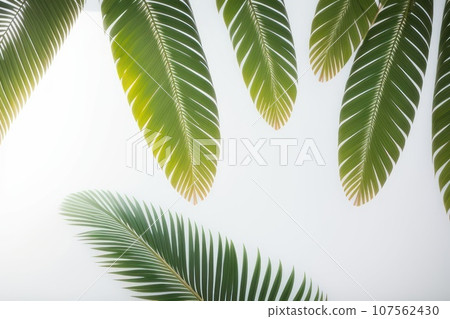 Creative layout made of colorful tropical leaves on white background. Minimal summer exotic concept with copy space. Border arrangement., AI 107562430