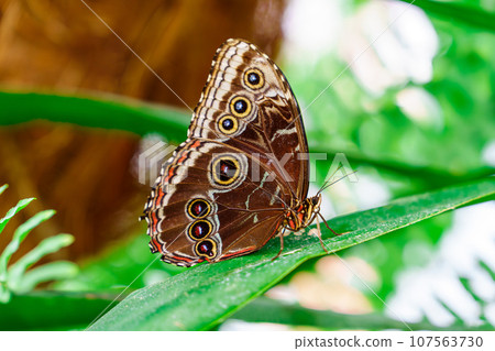 tropical butterfly with eyes on the wings caligo atreus. butterfly garden, butterfly farm tropical butterfly with eyes on the wings caligo atreus. butterfly garden, butterfly farm 107563730