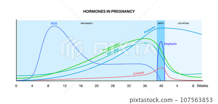 Hormones in pregnancy 107563853