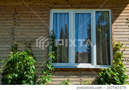 Window on the wooden wall with wild grape 107565579