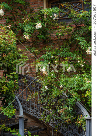 Old house covered with rose plant Old house covered with rose plant 107565607