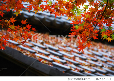 Red Japanese maples brighten up the garden of an old Japanese house Red Japanese maples brighten up the garden of an old Japanese house 107565905