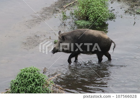 A tuscan boar crosses the river in central Italy A tuscan boar crosses the river in central Italy 107566028