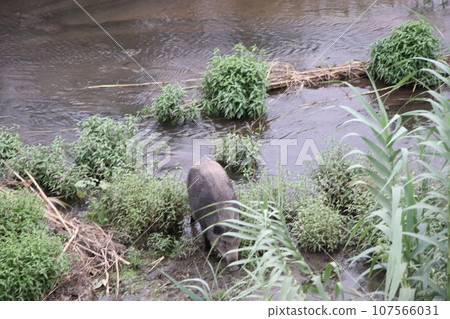 A tuscan boar crosses the river in central Italy 107566031