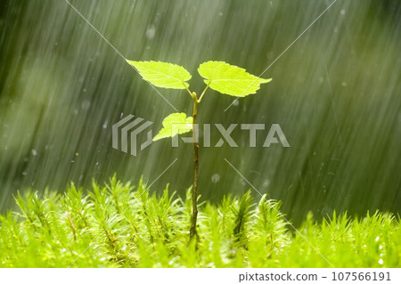 在蓼科高原的一棵年輕的賭場樹上淋浴 在蓼科高原的一棵年輕的賭場樹上淋浴 107566191