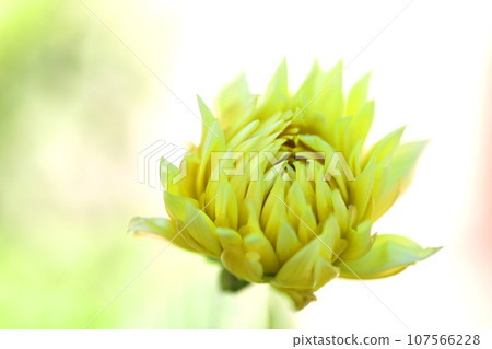 房子周圍的花朵 - 不同的季節 - 大花瓣在秋天的天空中閃耀 - 大麗花在秋天的天空中閃耀 107566228