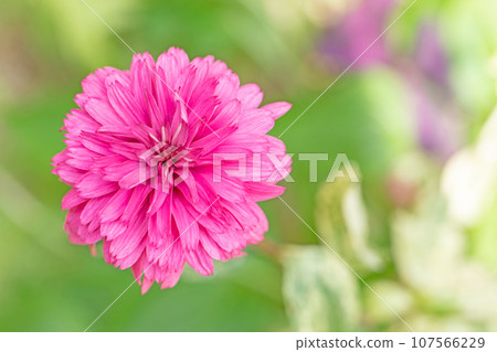 房子周圍的花朵 - 不同的季節 - 大紅色和粉紅色的花瓣在秋天的天空中閃耀 - 大麗花在秋天的天空中閃耀 107566229