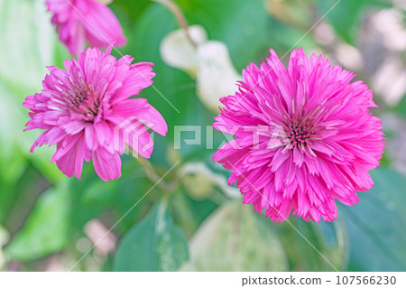 房子周圍的花朵 - 不同的季節 - 大紅色和粉紅色的花瓣在秋天的天空中閃耀 - 大麗花在秋天的天空中閃耀 107566230