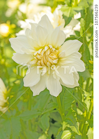 房子周圍的花朵 - 不同的季節 - 大花瓣在秋天的天空中閃耀 - 大麗花在秋天的天空中閃耀 房子周圍的花朵 - 不同的季節 - 大花瓣在秋天的天空中閃耀 - 大麗花在秋天的天空中閃耀 107566239