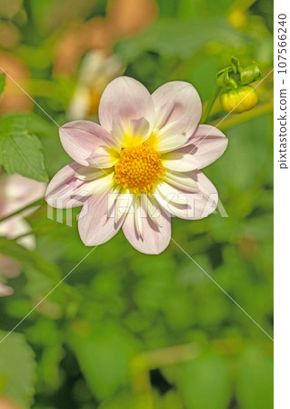 房子周圍的花朵 - 不同的季節 - 大紅色和粉紅色的花瓣在秋天的天空中閃耀 - 大麗花在秋天的天空中閃耀 107566240