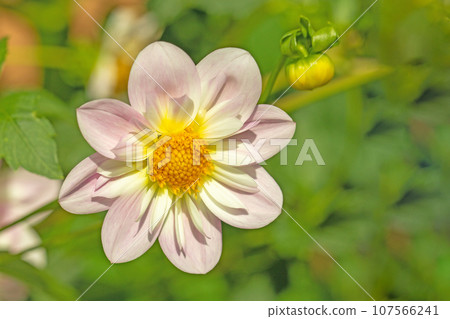 房子周圍的花朵 - 不同的季節 - 大紅色和粉紅色的花瓣在秋天的天空中閃耀 - 大麗花在秋天的天空中閃耀 107566241