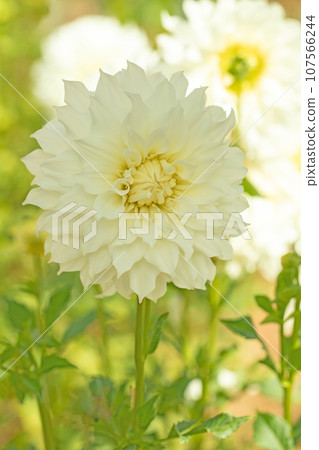 房子周圍的花朵 - 不同的季節 - 大花瓣在秋天的天空中閃耀 - 大麗花在秋天的天空中閃耀 107566244